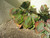 Cactus MOTHER OF THORNS 311849 