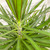 10" Foliage DRACAENA MARGINATA 10"SH 