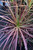 10" Foliage DRACAENA COLORAMA 10" 