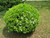 Euonymous Euonymus japonicus Grandifolius 171649 