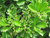 Euonymous Euonymus japonicus Grandifolius 171649 
