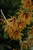 Other Dec. Tree Hamamelis x intermedia Jelena 171654 