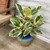 10" Foliage FICUS TINEKE  10" 