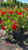 Mandevilla DIPLADENIA BUSH 10" 