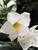 Mandevilla DIPLADENIA BUSH 10" 