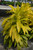 12" & Up Foliage DRACAENA LIMELIGHT 14" 