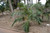 12" & Up Foliage KENTIA PALM 12" 