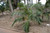 KENTIA PALM HAWAIIAN 14"