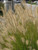  Pennisetum Rubrum 333106 