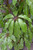 10" Foliage SCHEFFLERA AMATE 10" 