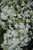  Phlox S Snowflake 117530 