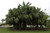 12" & Up Foliage CHINESE FAN PALM 14"/7GAL 