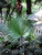 12" & Up Foliage CHINESE FAN PALM 14"/7GAL 
