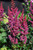  Astilbe Cardinal 325195 