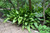 10" Foliage ASPIDISTRA 10" 
