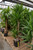 10" Foliage YUCCA CANE 10" 321 