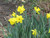 Bulbs DAFFODIL 10" 