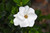 GARDENIA BUSH 6"