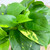 5-9" Foliage POTHOS GOLD 6" 