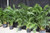 5-9" Foliage CAT PALM 8" 