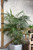 5-9" Foliage CAT PALM 8" 