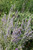 Perovskia atriplicifolia 130426