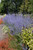 Other Sun Per. Perovskia atriplicifolia 130426 