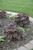  Heuchera Palace Purple 130467 