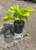  Hosta Sum Substance 130487 