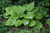  Hosta Sum Substance 130487 