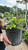 Astilbe chinensis Visions 130593