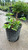  Astilbe chinensis Visions 130593 