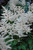  Astilbe japonica Deutschland 130596 