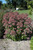 Eupatorium Little Joe 130608