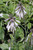  Hosta Francee 129418 