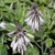  Hosta Francee 129418 