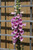 Digitalis purpurea 131742