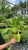 Other Sun Per. Digitalis purpurea 131742 