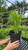 Other Sun Per. Liatris Spicata Kobold 132444 