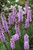 Other Sun Per. Liatris Spicata Kobold 132444 