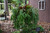 5-9" Foliage PLATYCERIUM BIFURCATUM 132623 