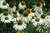 Echinacea White Swan 136298