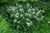  Astilbe arendsii Bridal Veil 137588 
