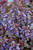  Ajuga Bronze Beauty 137700 