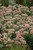 Sedum Autumn Joy 137795