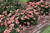 Other Rose Rosa Drift Pink 138916 