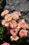 Other Rose Rosa Drift Pink 138916 