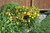 Hemorcallis Hemerocallis Stella Doro 141921 