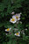 Other Shade Per. Anemone Robustissima 145361 