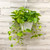 POTHOS GOLD 8"HB
